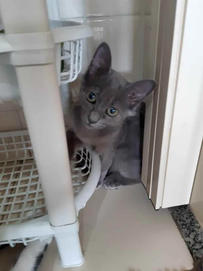 Gato ra a SRD idade 2 a 6 meses nome Sem nome