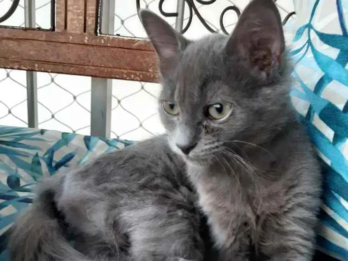 Gato ra a SRD idade 2 a 6 meses nome Sem nome