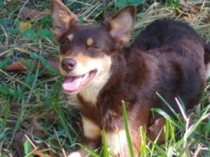Cachorro raça Srd idade 7 a 11 meses nome Sem nome