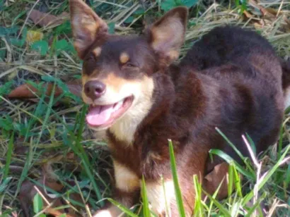 Cachorro raça Srd idade 7 a 11 meses nome Sem nome