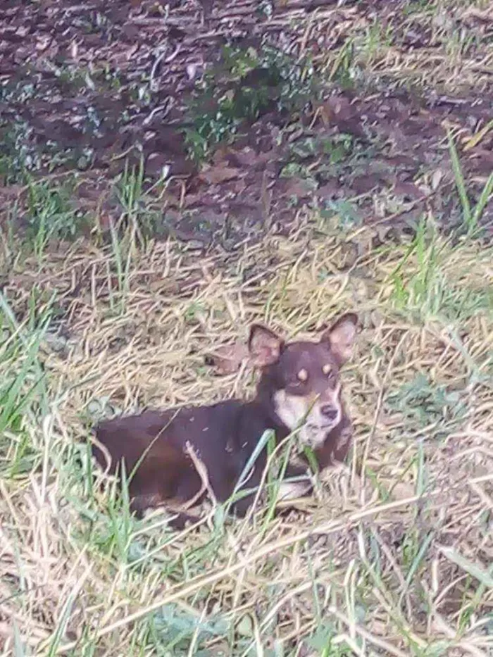 Cachorro raça Srd idade 7 a 11 meses nome Sem nome