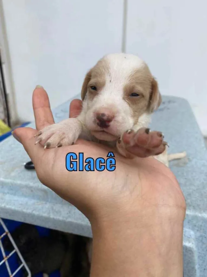 Cachorro ra a Vira-lata  idade Abaixo de 2 meses nome Glacê 