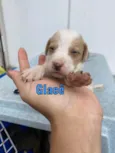 Glacê