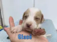 Glacê