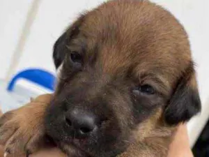 Cachorro raça Vira-lata  idade Abaixo de 2 meses nome Panetone