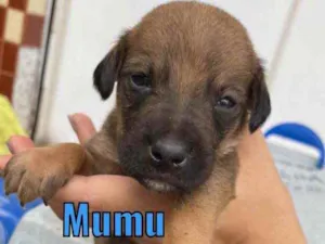 Cachorro raça Vira-lata  idade Abaixo de 2 meses nome Mumu 
