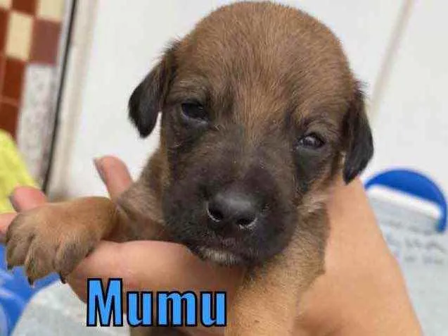 Cachorro ra a Vira-lata  idade Abaixo de 2 meses nome Mumu 