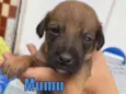 Mumu