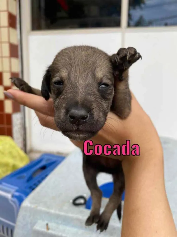 Cachorro ra a Linda idade Abaixo de 2 meses nome Cocada 