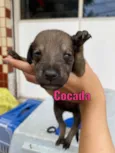 Cocada