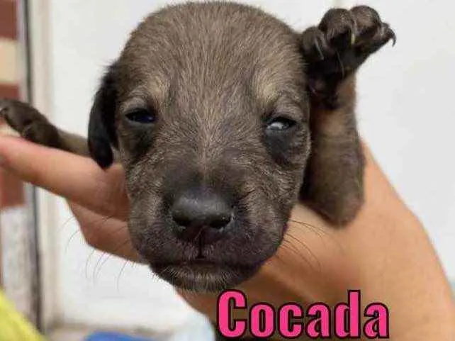 Cachorro ra a Linda idade Abaixo de 2 meses nome Cocada 