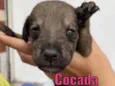Cocada