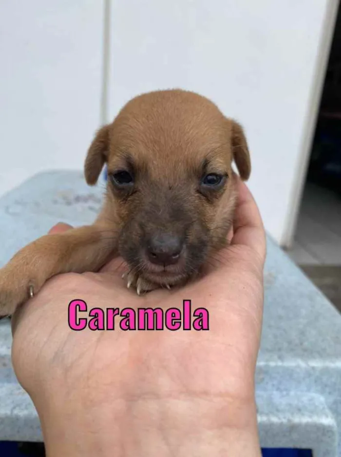 Cachorro ra a Linda idade Abaixo de 2 meses nome Caramela 