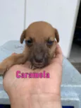 Caramela