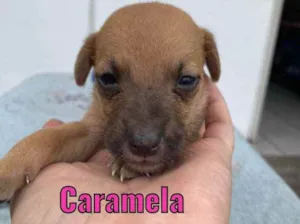 Cachorro raça Linda idade Abaixo de 2 meses nome Caramela 