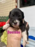 Docinho