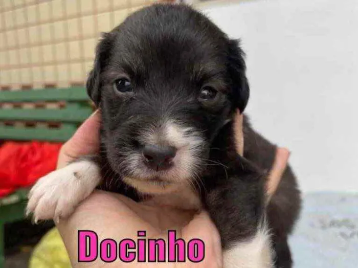 Cachorro ra a Linda idade Abaixo de 2 meses nome Docinho
