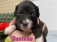 Docinho