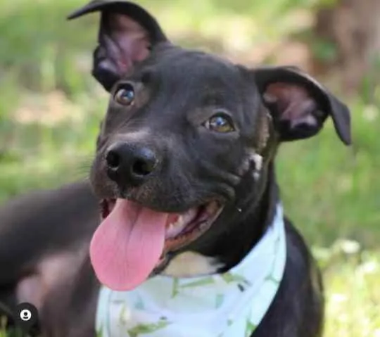 Cachorro raça Vira lata  idade 2 a 6 meses nome Lucas