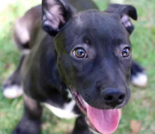 Cachorro raça Vira lata  idade 2 a 6 meses nome Lucas