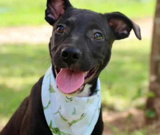 Cachorro raça Vira lata  idade 2 a 6 meses nome Lucas