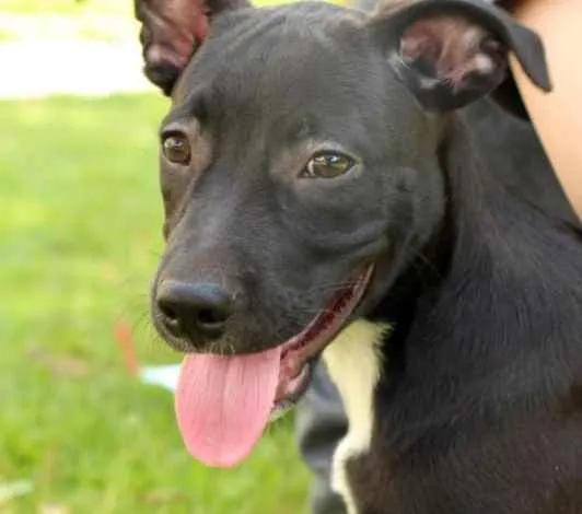Cachorro raça Vira lata  idade 2 a 6 meses nome Lucas