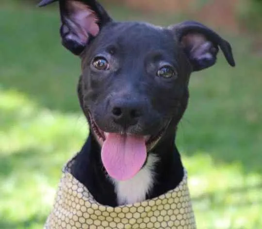 Cachorro raça Vira lata  idade 2 a 6 meses nome Lucas