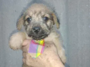 Cachorro raça SrD idade Abaixo de 2 meses nome Piter