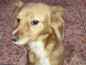 Cachorro raça SRD-ViraLata idade 3 anos nome Totó