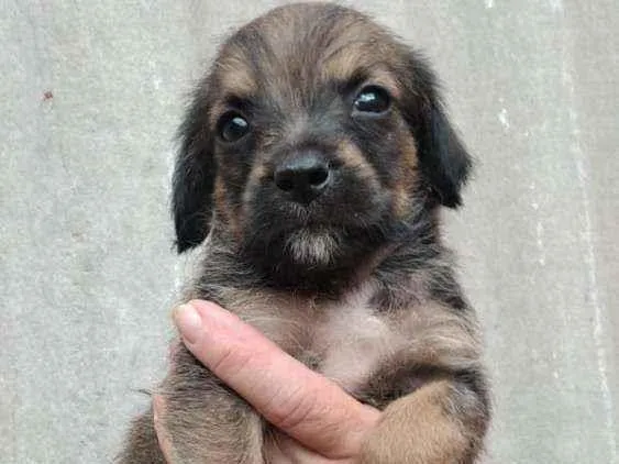 Cachorro raça Srd idade Abaixo de 2 meses nome Nike