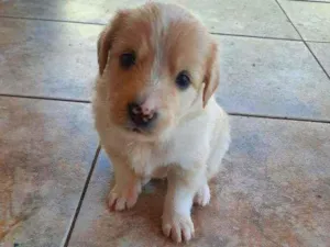 Cachorro raça Vira lata / Border Collie  idade Abaixo de 2 meses nome Sem nome