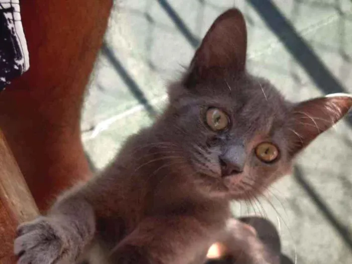 Gato ra a SRD idade 2 a 6 meses nome Sem nome