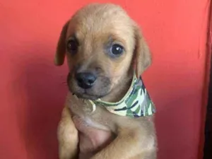Cachorro raça Srd idade Abaixo de 2 meses nome Tody
