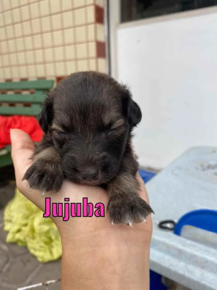 Cachorro ra a Linda idade Abaixo de 2 meses nome Jujuba