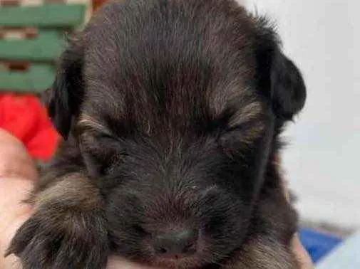 Cachorro ra a Linda idade Abaixo de 2 meses nome Jujuba