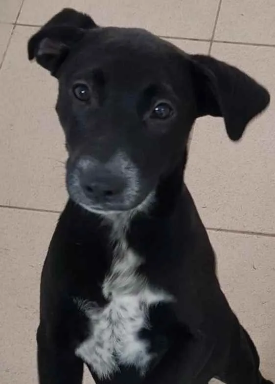 Cachorro raça Vira lata  idade 7 a 11 meses nome Bebel