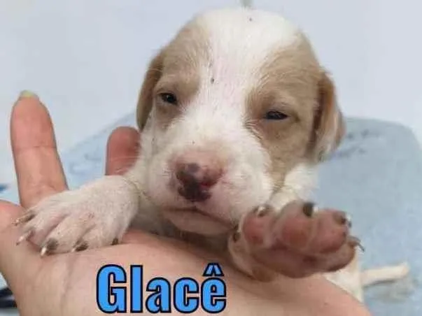 Cachorro ra a Vira-lata  idade Abaixo de 2 meses nome Glacê 
