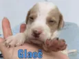 Glacê