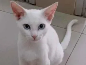 Gato raça Vira lata  idade 7 a 11 meses nome Kauã