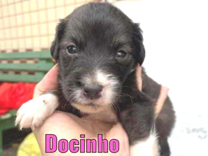 Cachorro ra a Linda idade Abaixo de 2 meses nome Docinho