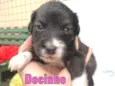 Docinho