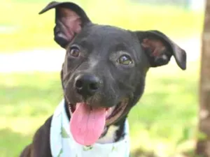 Cachorro raça Vira lata  idade 2 a 6 meses nome Lucas
