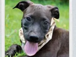 Cachorro raça Vira lata  idade 2 a 6 meses nome João 