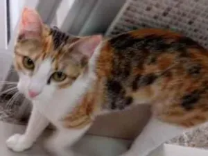Gato raça Vira lata  idade 7 a 11 meses nome Juju