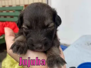 Cachorro raça Linda idade Abaixo de 2 meses nome Jujuba
