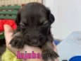 Jujuba