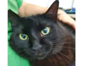 Gato raça Vira lata  idade 3 anos nome Anastacia 