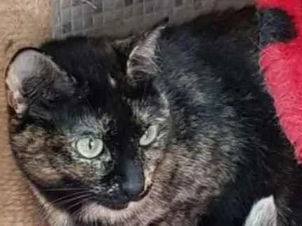 Gato raça Vira lata  idade 3 anos nome Zinha 