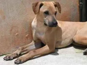 Cachorro raça Vira lata  idade 1 ano nome Alvaro 