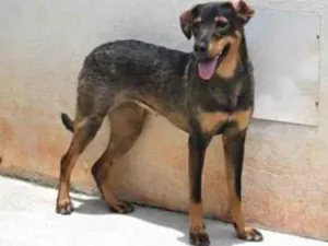 Cachorro raça Vira lata  idade 1 ano nome Mary